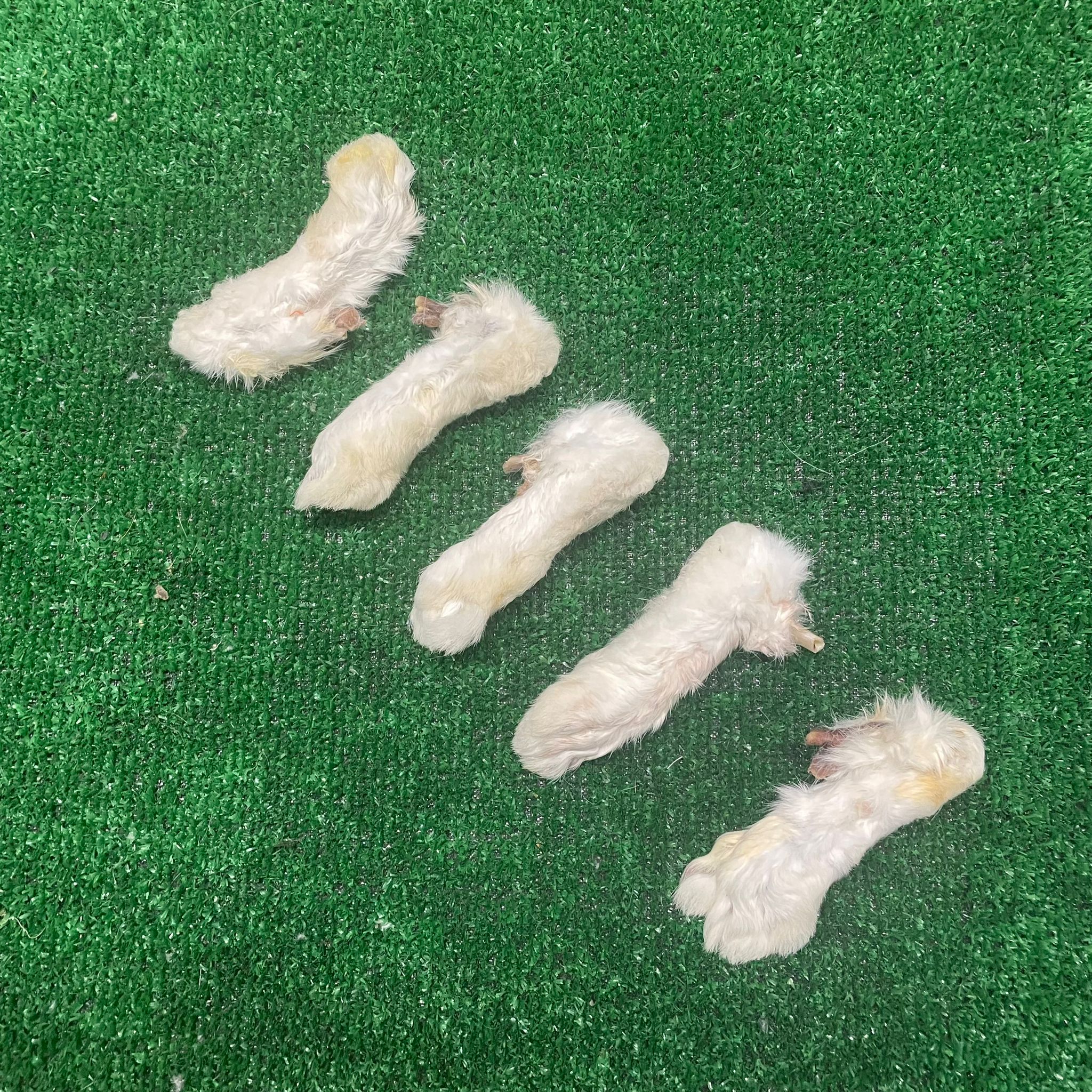 Rabbit Feet
