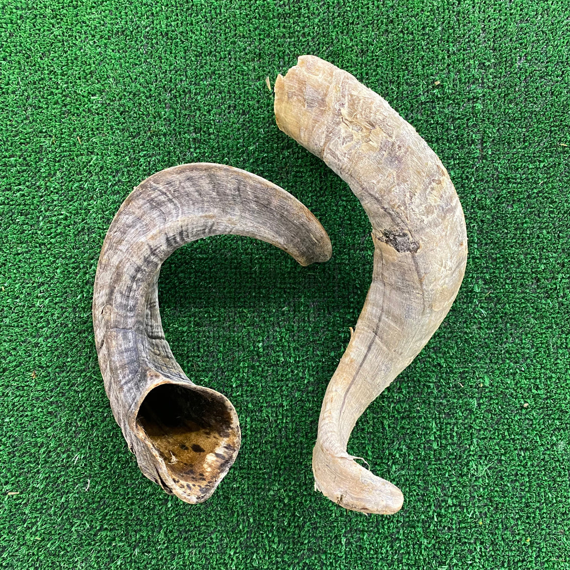 Ram Horn - Dudley's Natural Doggy Treats