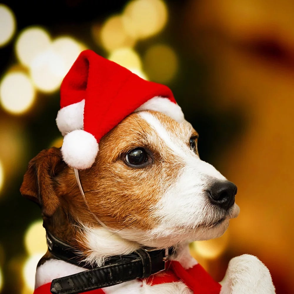 Doggy Santa Hat - Dudley's Natural Doggy Treats